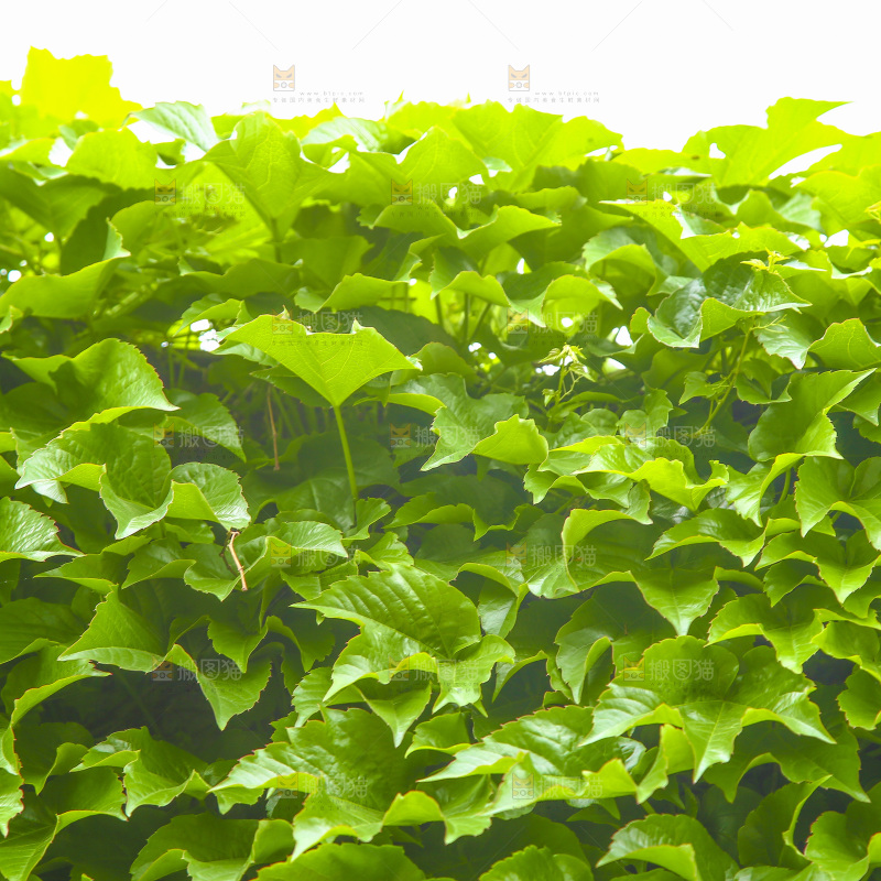 一片爬山虎