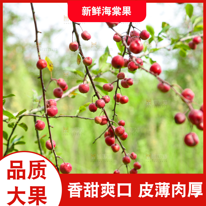 树上挂着海棠果