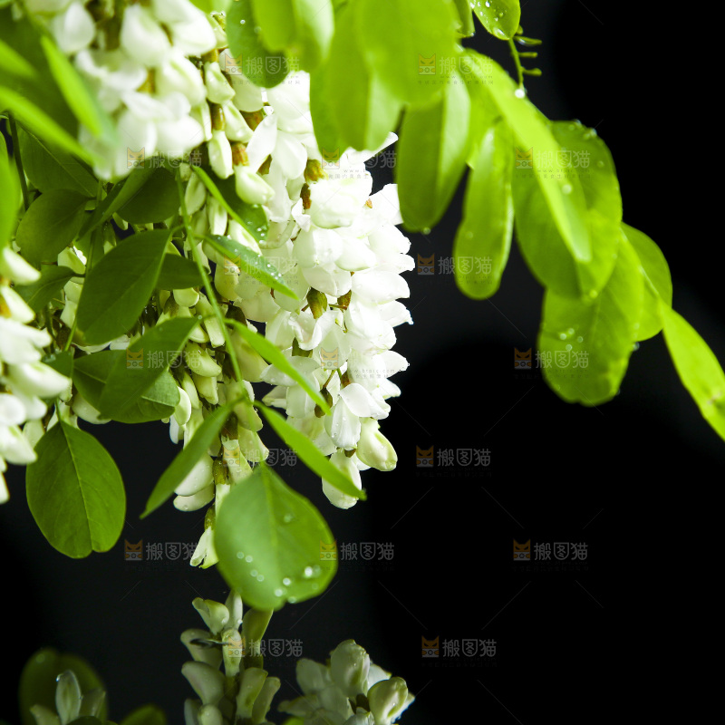 一束槐树花