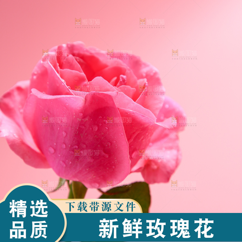 浅底上的玫瑰花