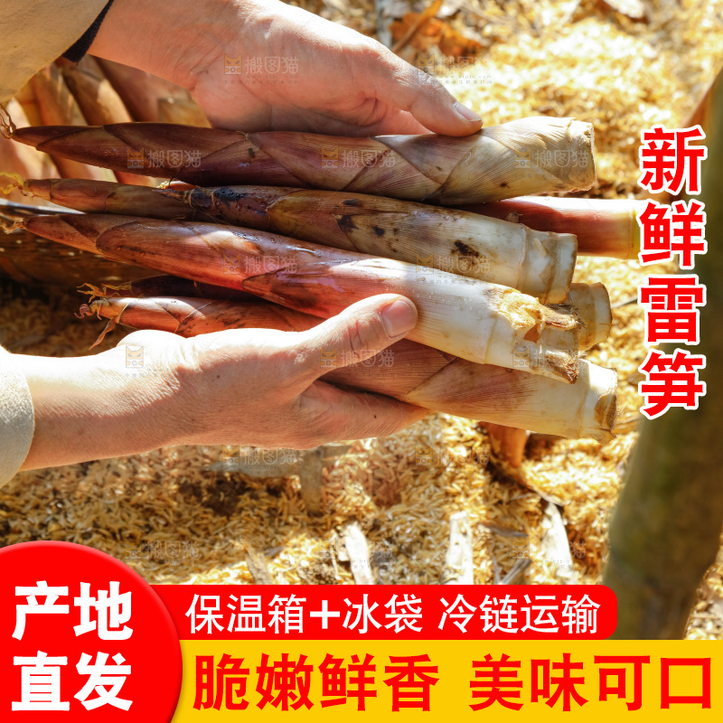 竹林里的雷笋