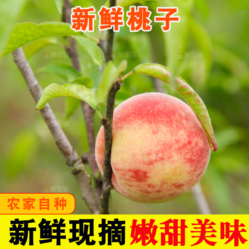树上挂着桃子