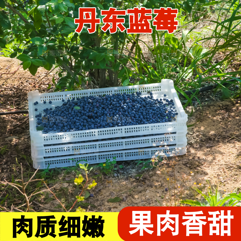 农民正在采摘蓝莓