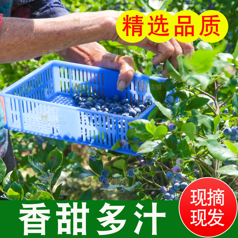 农民正在采摘蓝莓