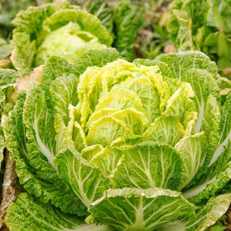 地里长着白菜