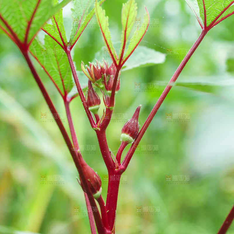 菜园里的红秋葵