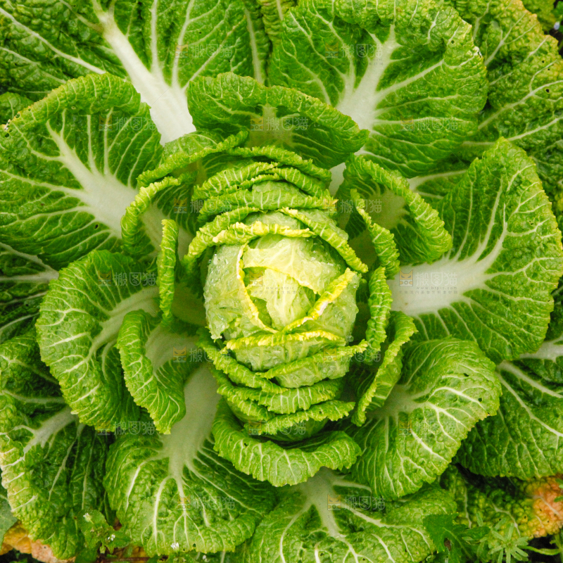 地里长着白菜