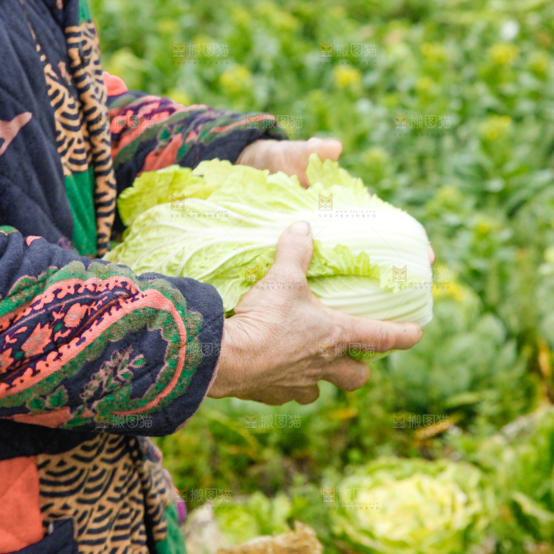 农民正在摘白菜