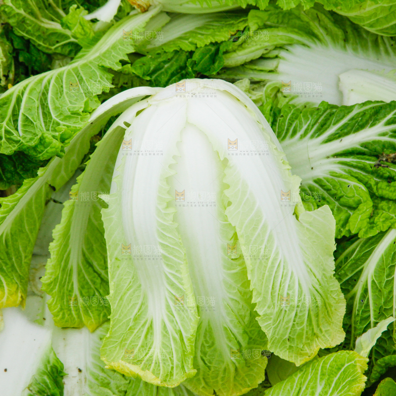 地上放着新鲜白菜