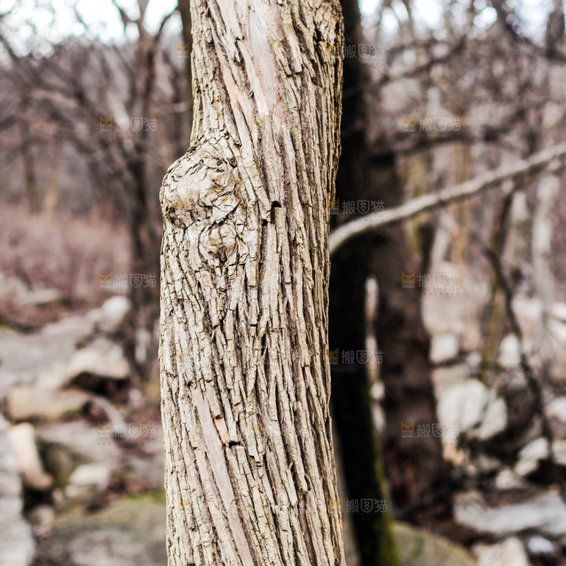 木材纹理