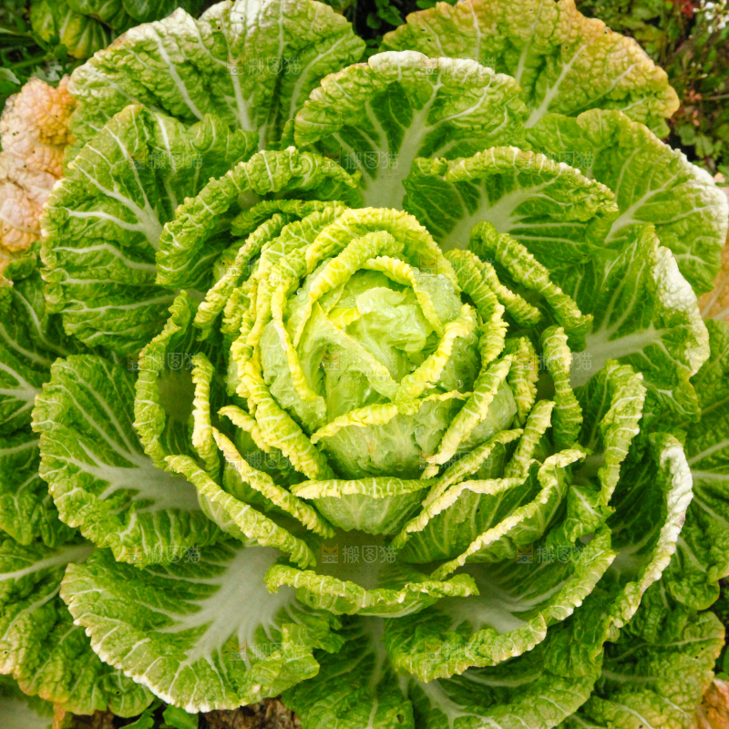 地里长着白菜