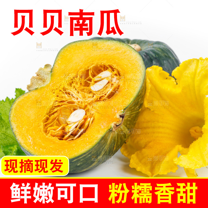 白底上摆放着贝贝南瓜