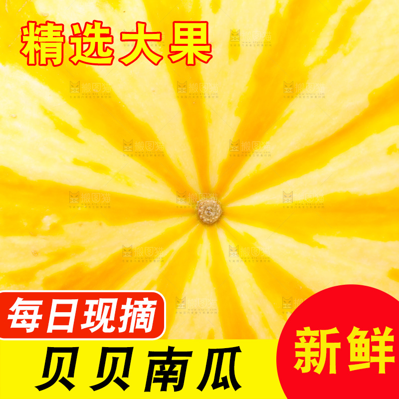 白底上摆放着金贝贝南瓜