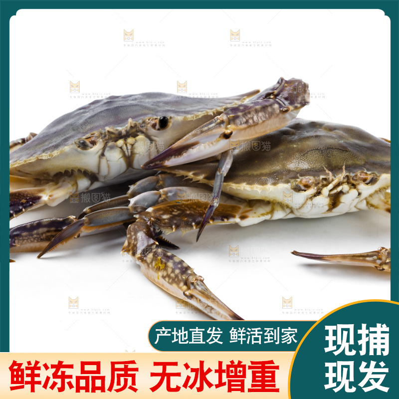 白底上放着舟山梭子蟹