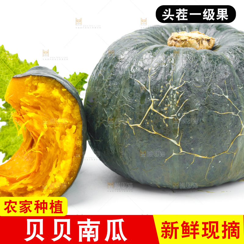 白底上放着贝贝小南瓜