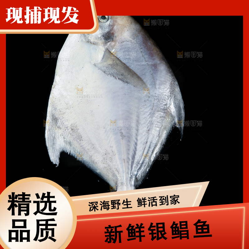 黑底上放着银鲳鱼