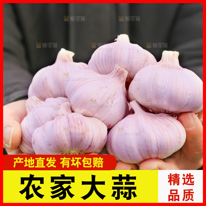 手里捧着大蒜头