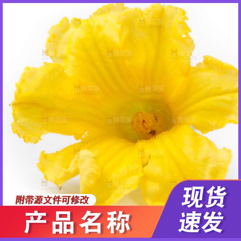 白底上摆放着南瓜花