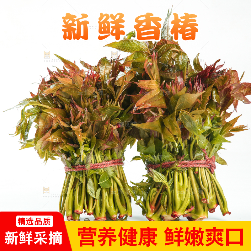一堆新鲜香椿芽
