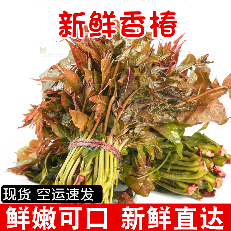 一堆新鲜香椿芽
