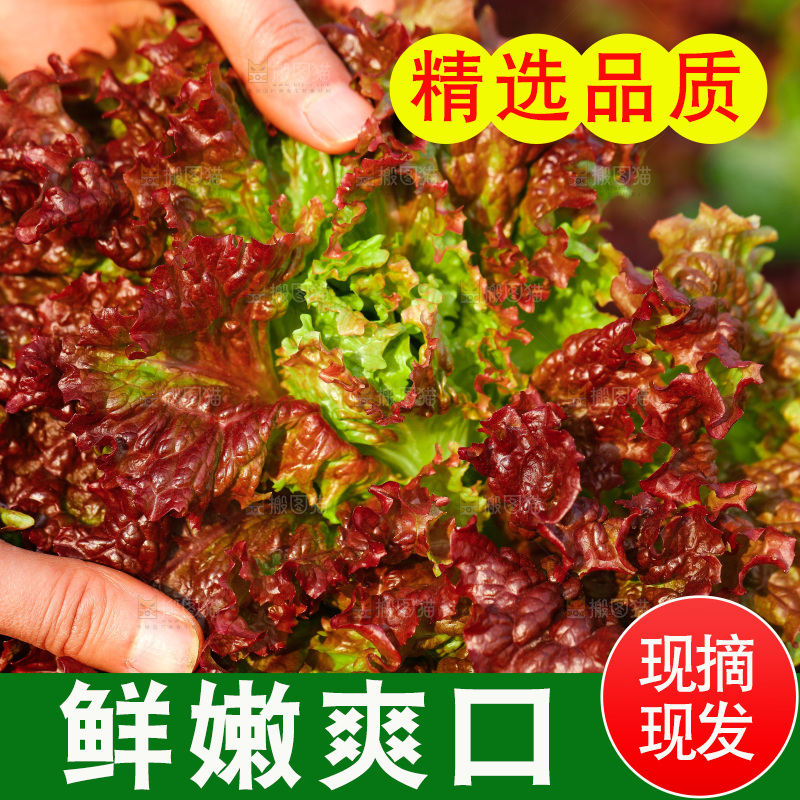 手里拿着紫罗莎生菜