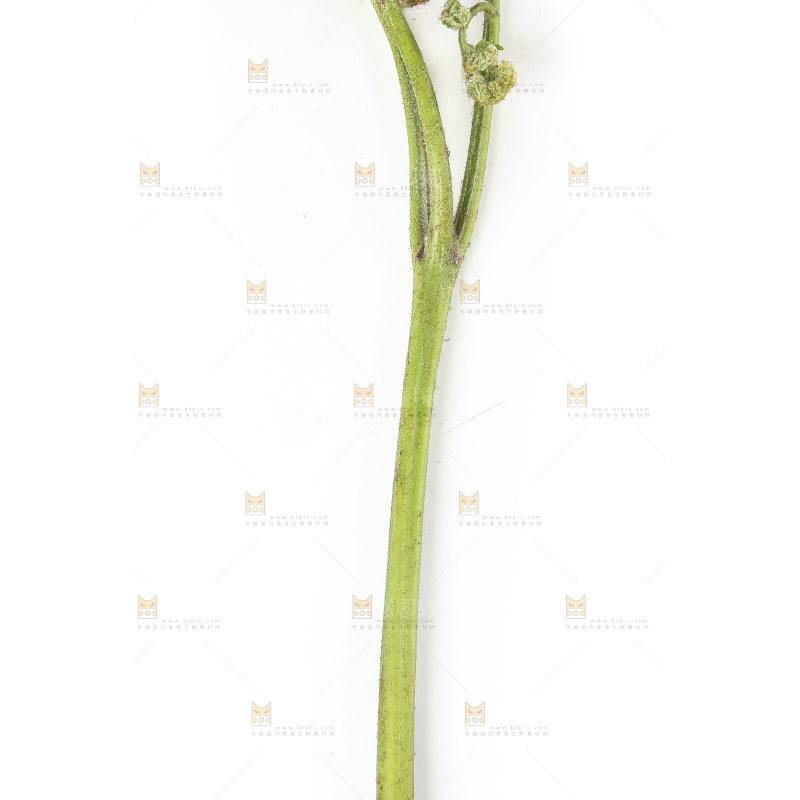 白底上放着拳头菜
