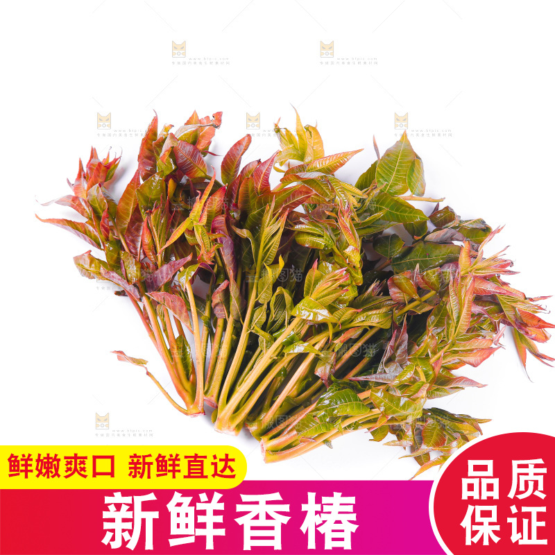 白底上放着野生香椿