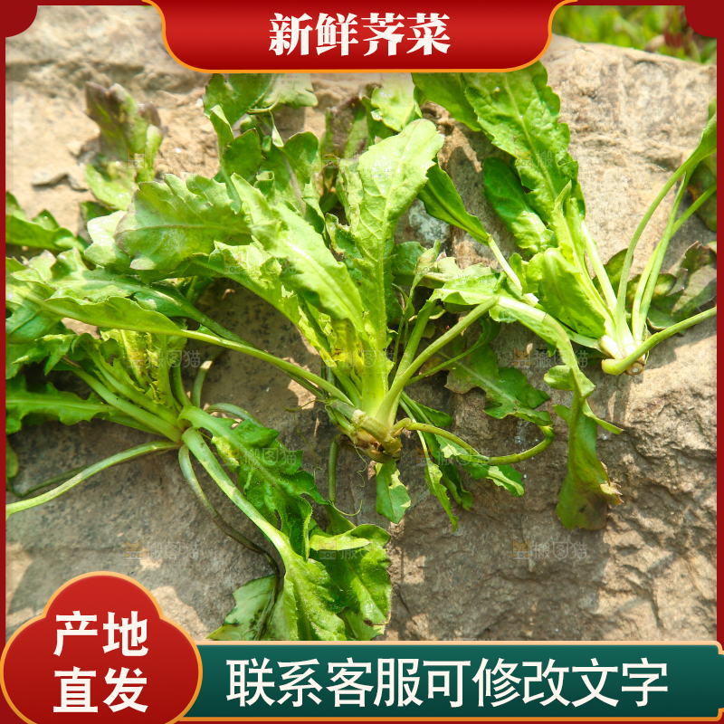 石头上的野荠菜