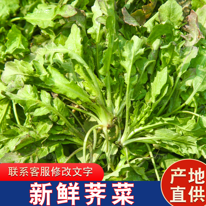 一堆新鲜新鲜荠菜