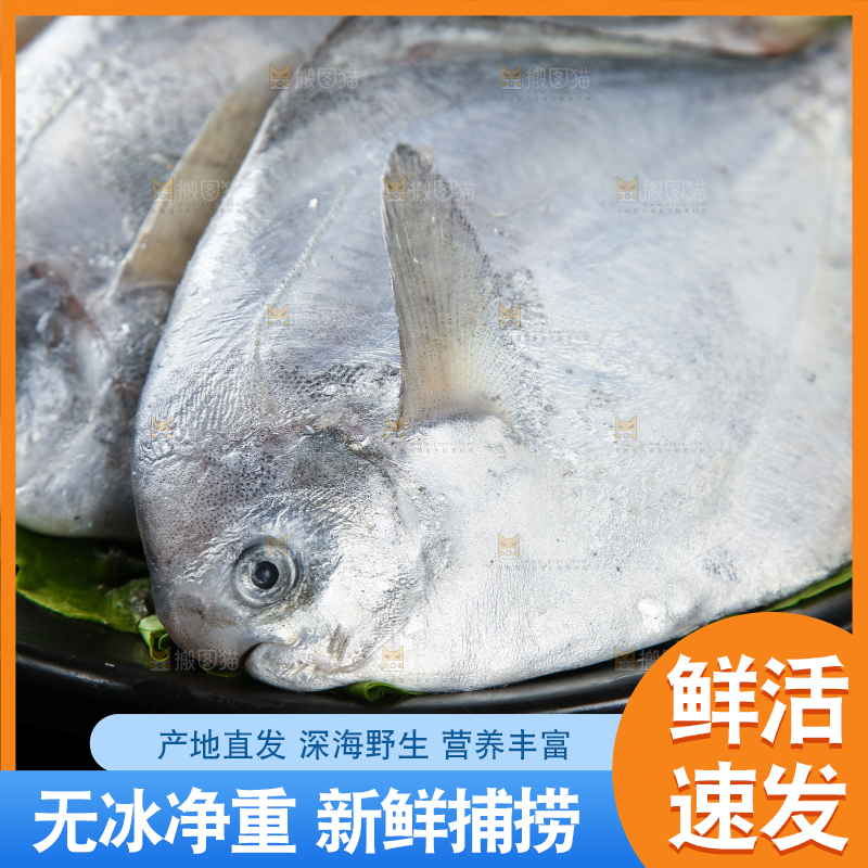 黑底上摆放着一盘舟山银鲳鱼