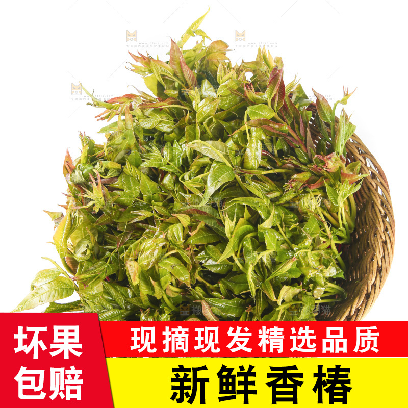 一篮香椿嫩芽