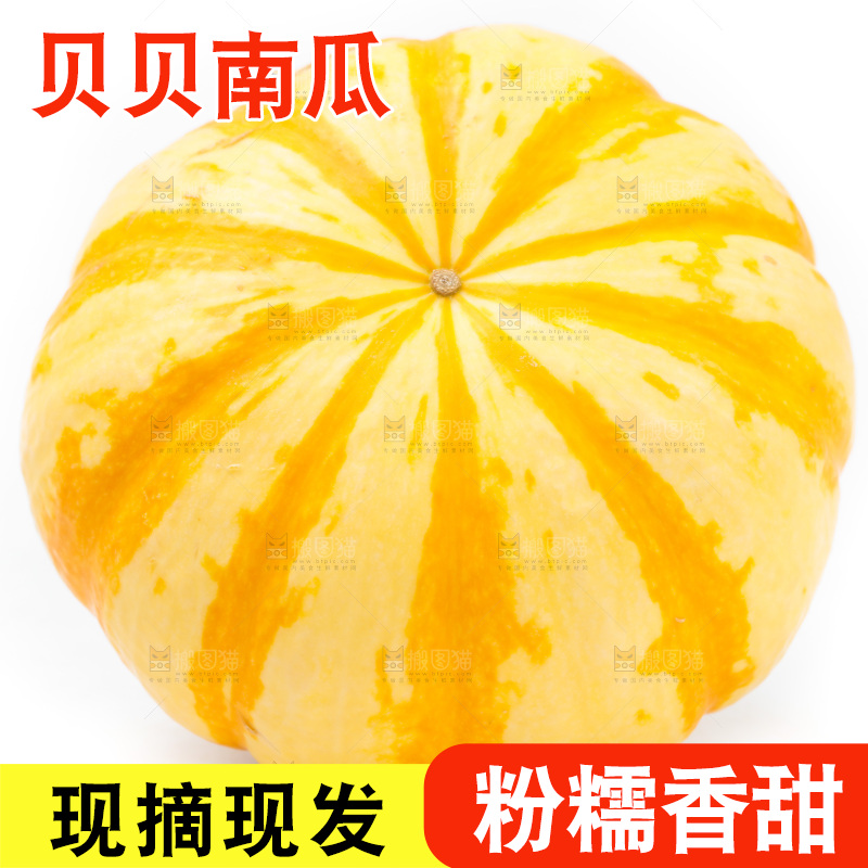 白底上摆放着金贝贝南瓜