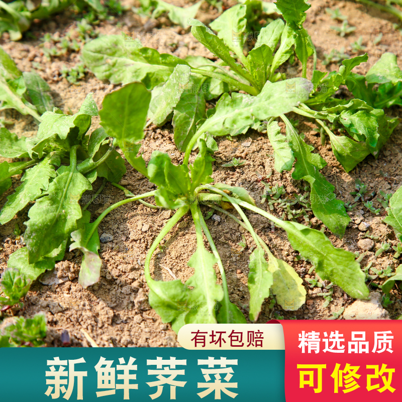 田地里的荠菜