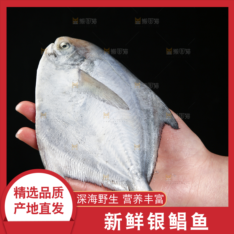 手里拿着银鲳鱼