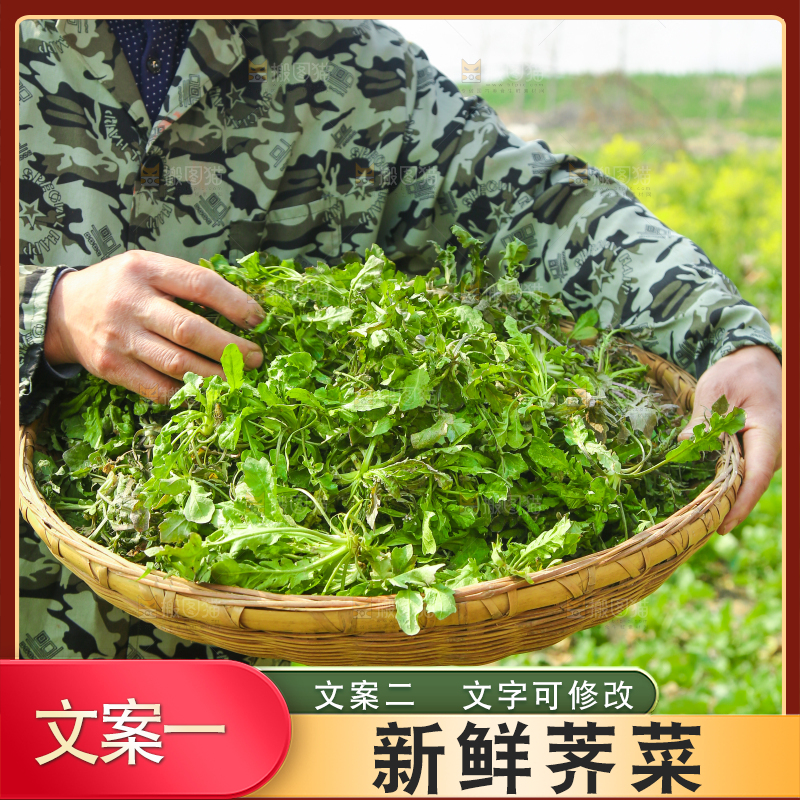 手里端着一篮野生荠菜