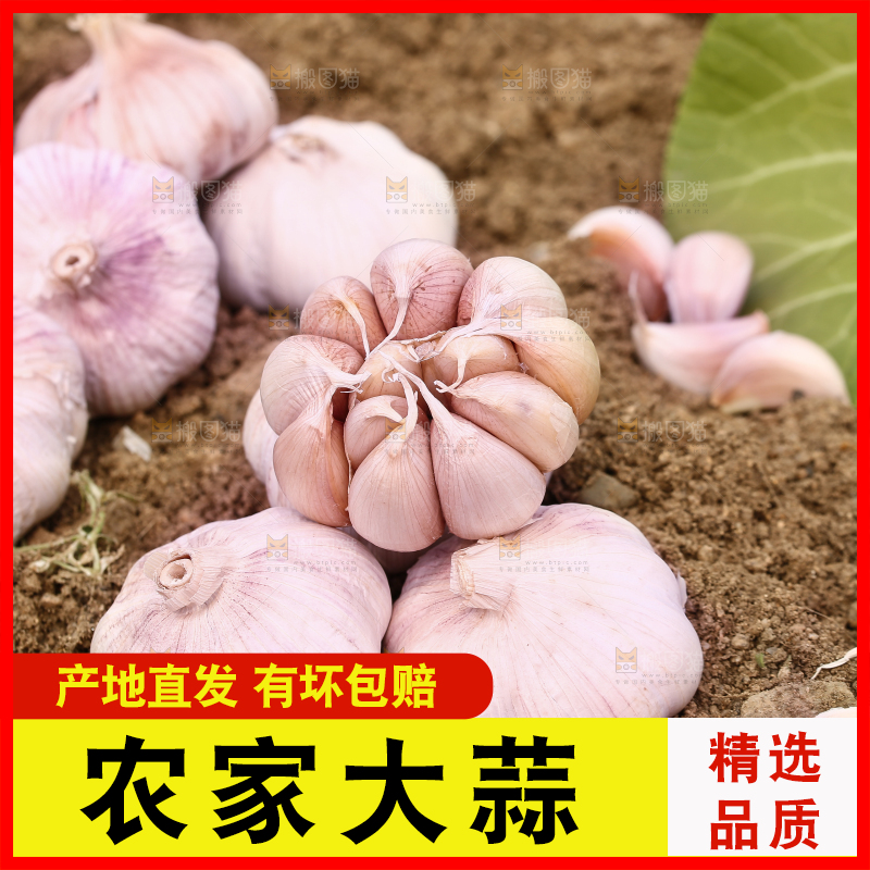 田地里的多瓣蒜