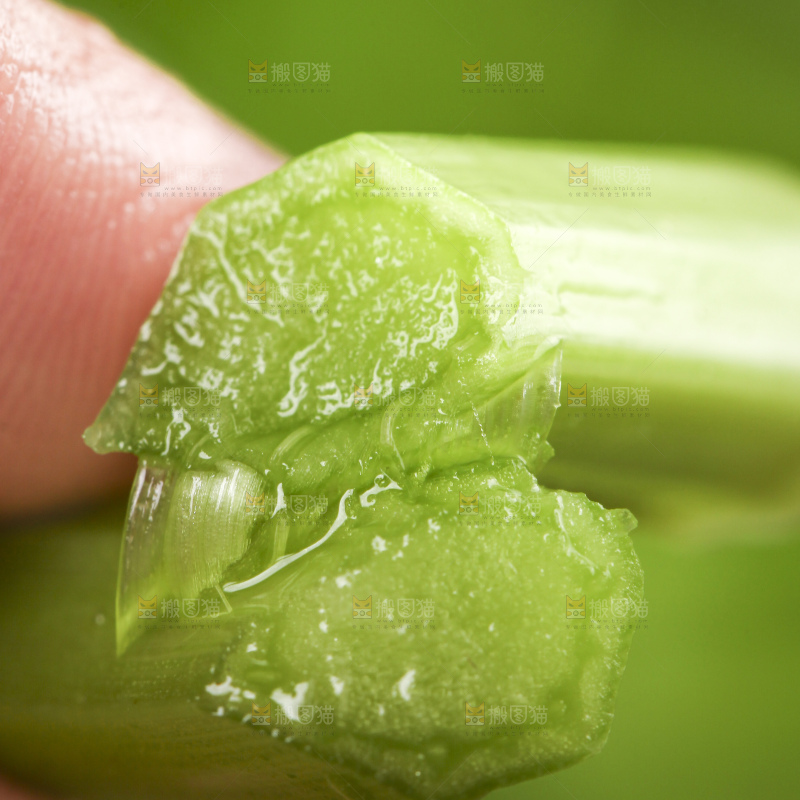 筷子上夹着水芹