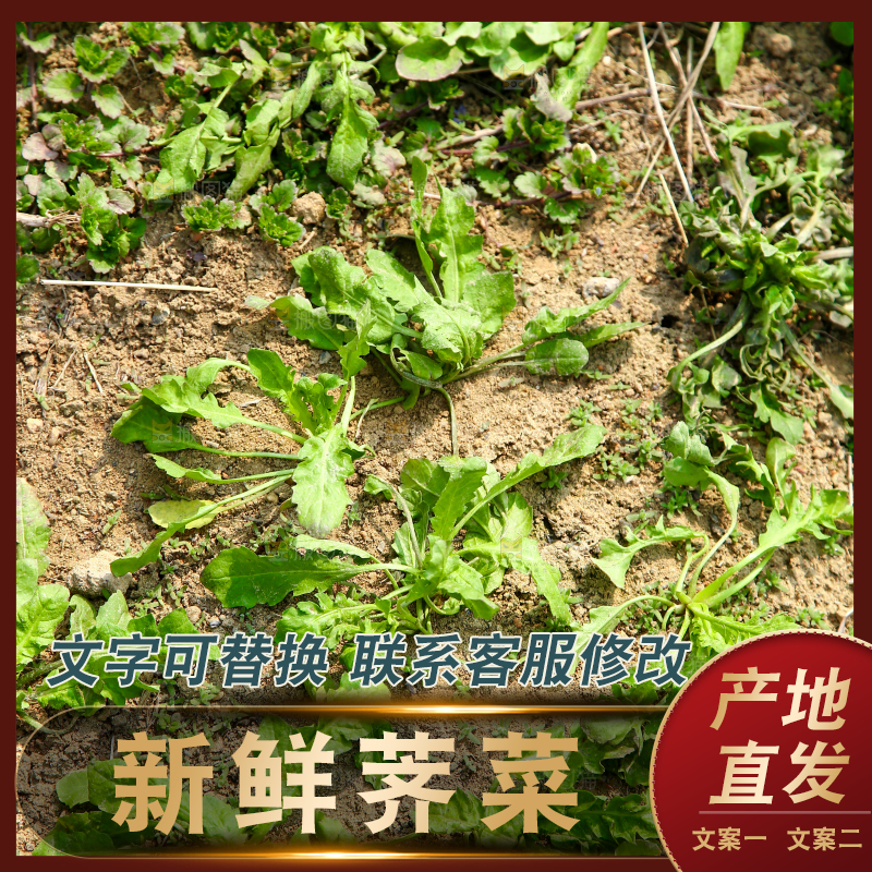 田地里的荠菜