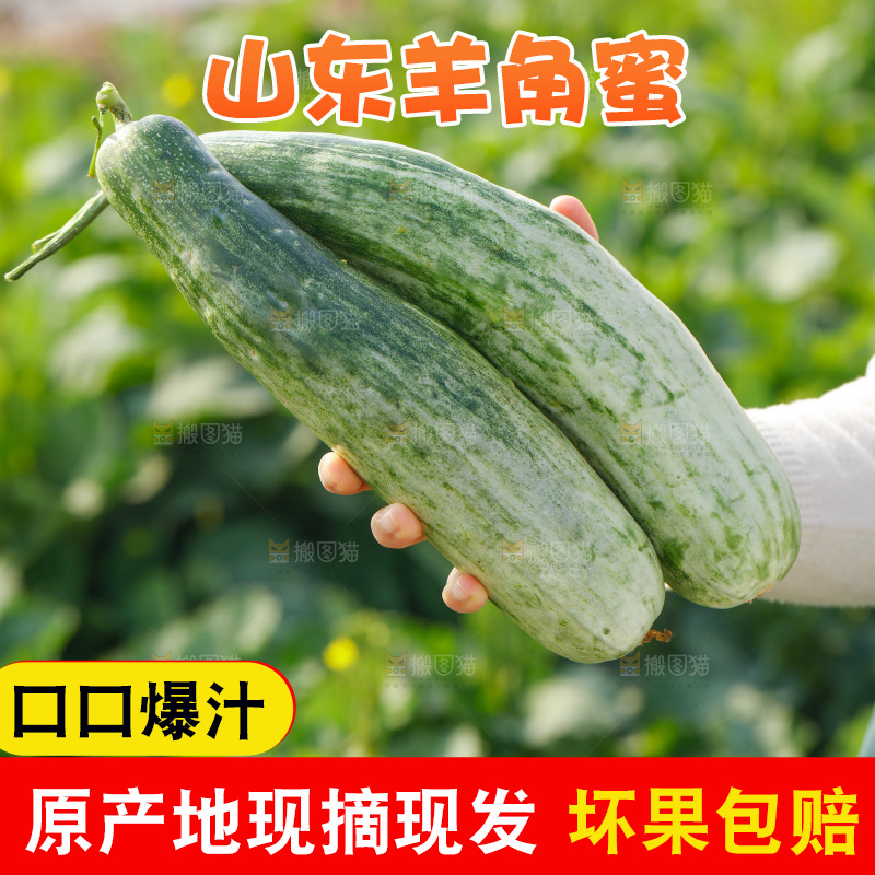 手里拿着山东羊角蜜甜瓜