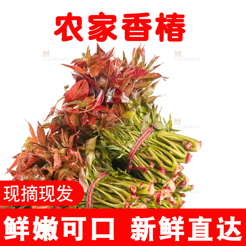 一堆新鲜香椿芽