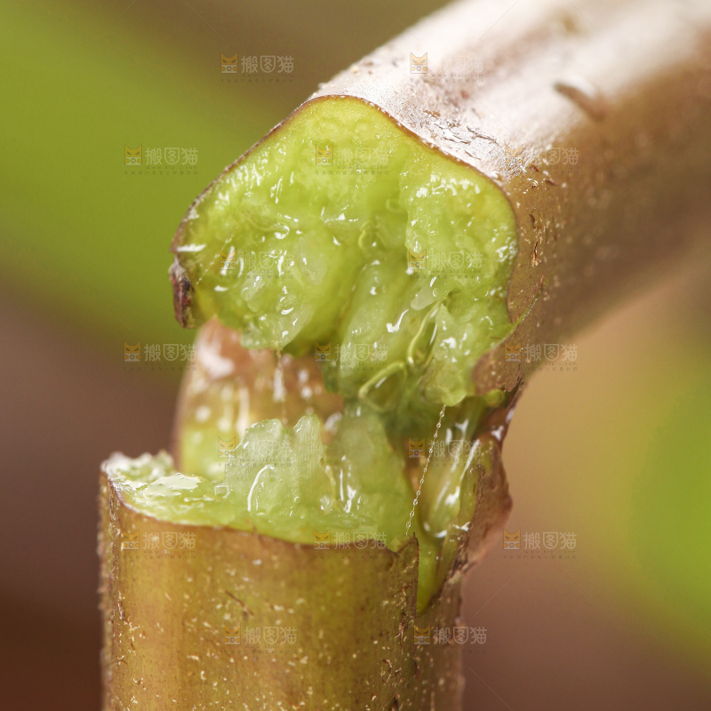 掰成两半的蕨菜