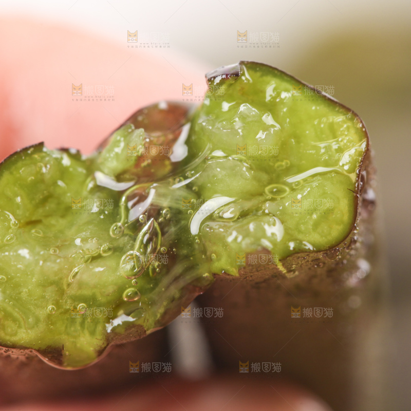 掰成两半的蕨菜