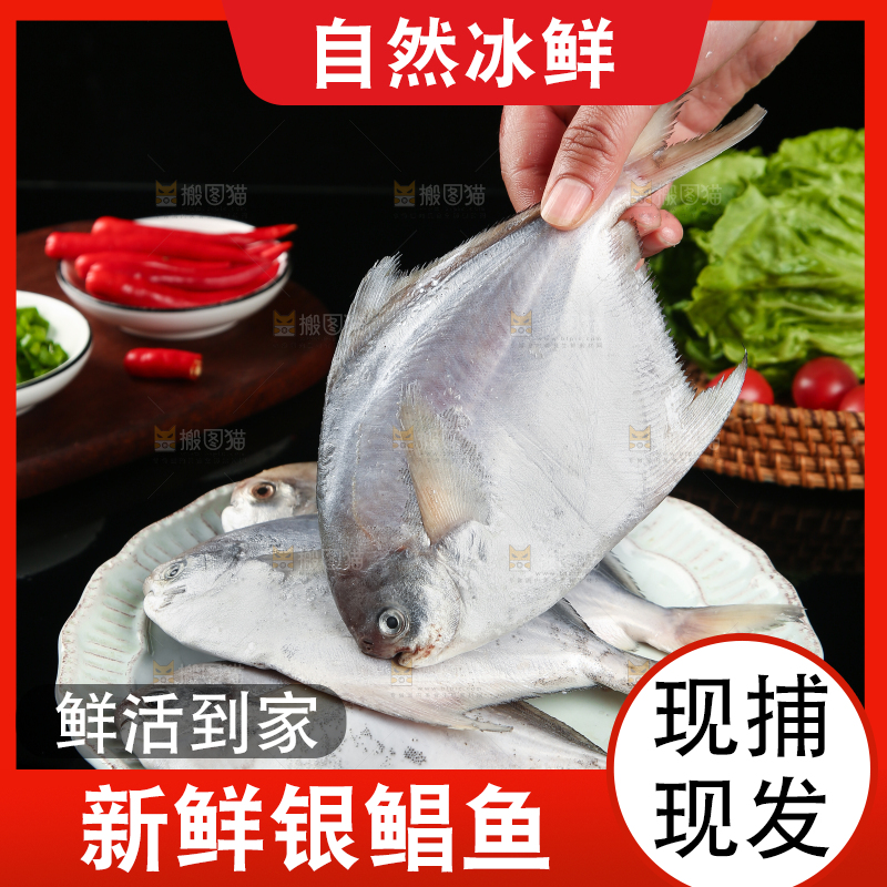 手里拿着银鲳鱼