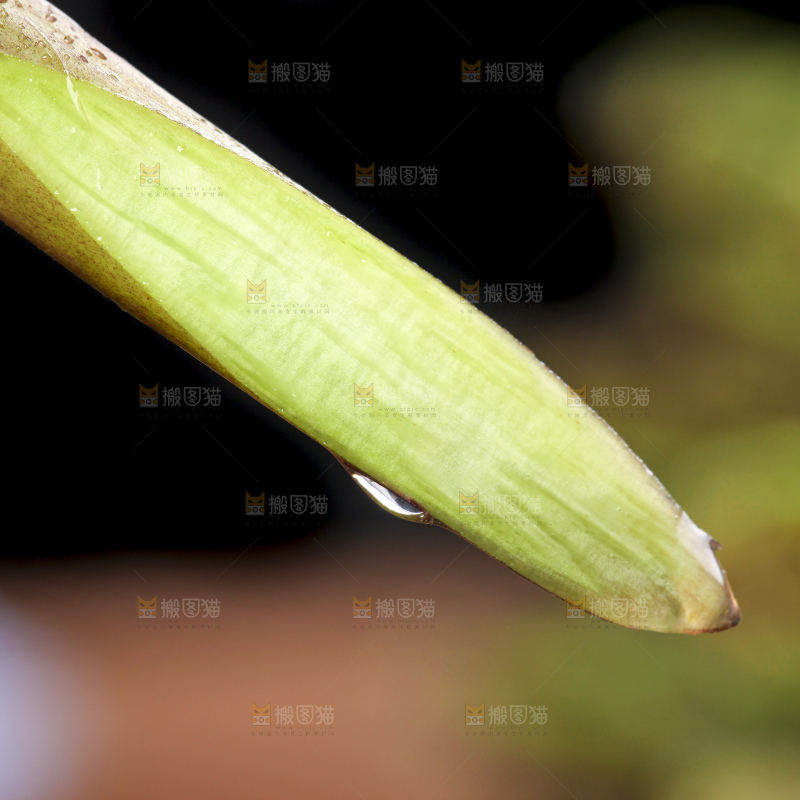 切开的蕨菜