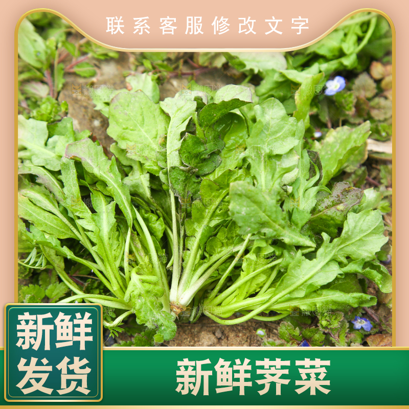 田地里的地菜
