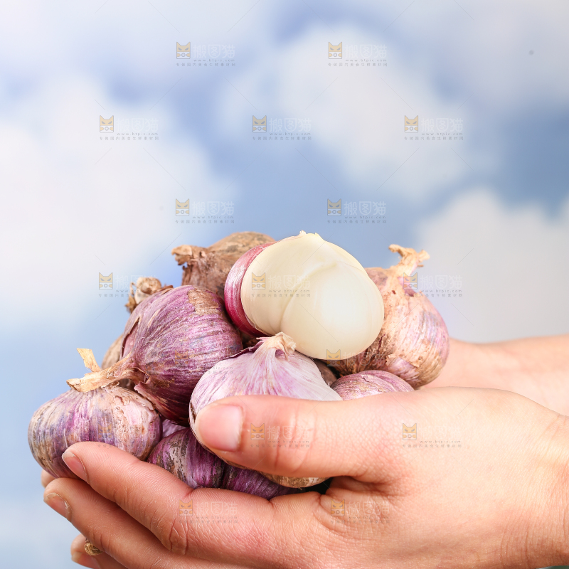 手里捧着紫皮三丫蒜