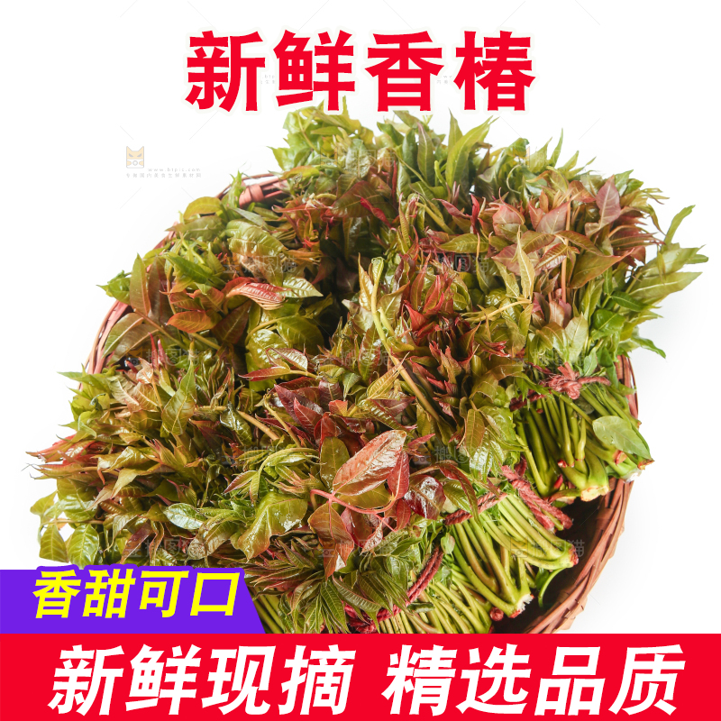 一篮新鲜香椿摆放在白底上