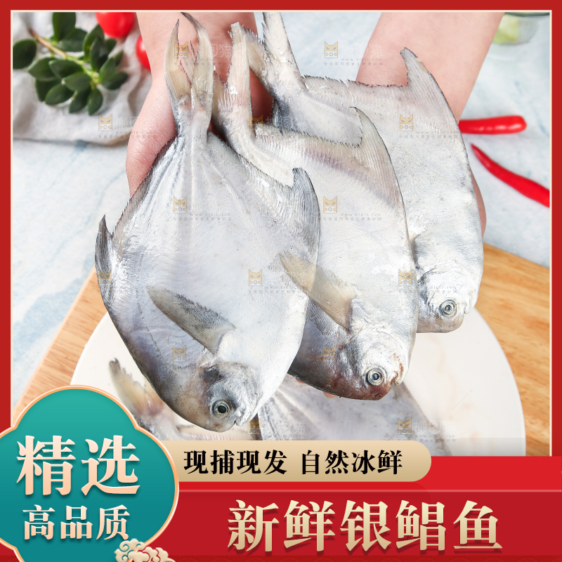 手里拿着海捕银鲳鱼