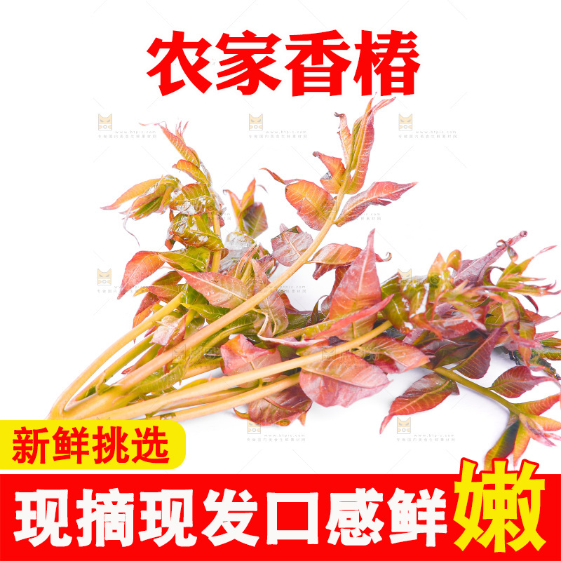 白底上放着野生香椿
