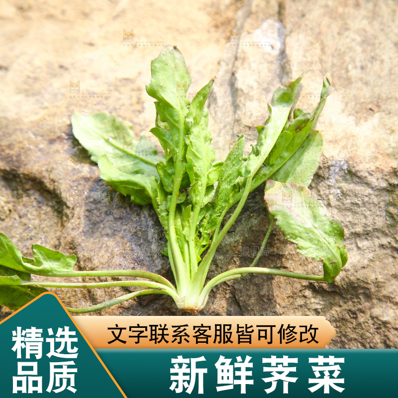 石头上的野荠菜